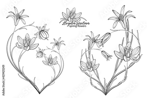 Set of floral elements of Lloydia serotina flowers. Spring flowers. Lloydia serotina