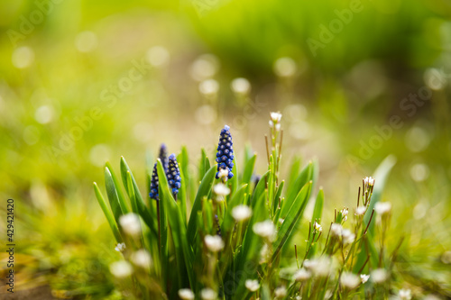 Spring blue flowers on green background with nice bokeh