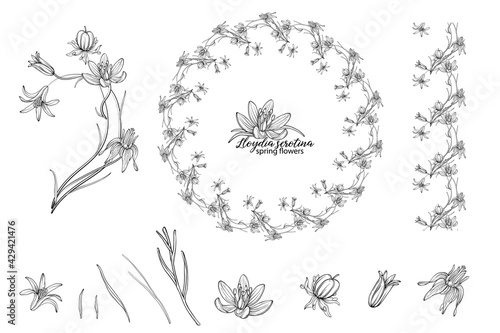 Fototapeta Naklejka Na Ścianę i Meble -  Set of floral elements of Lloydia serotina flowers. Spring flowers. Lloydia serotina