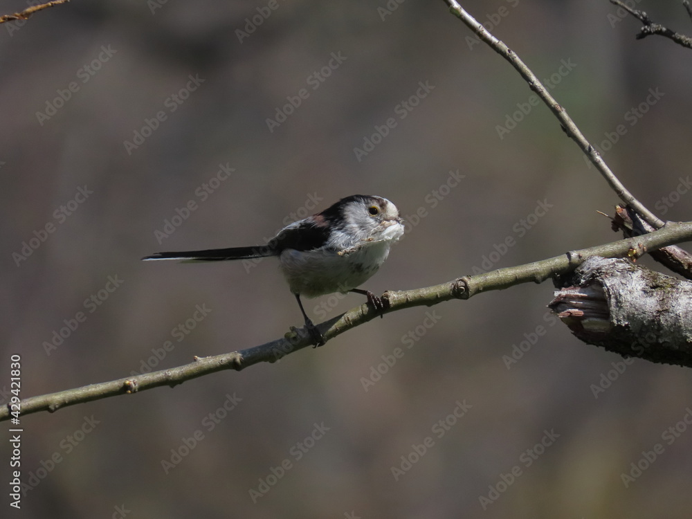 Long-tailed tit (Aegithalos caudatus) perched on a tree branch in front of it's nest with nesting material in it's beak.