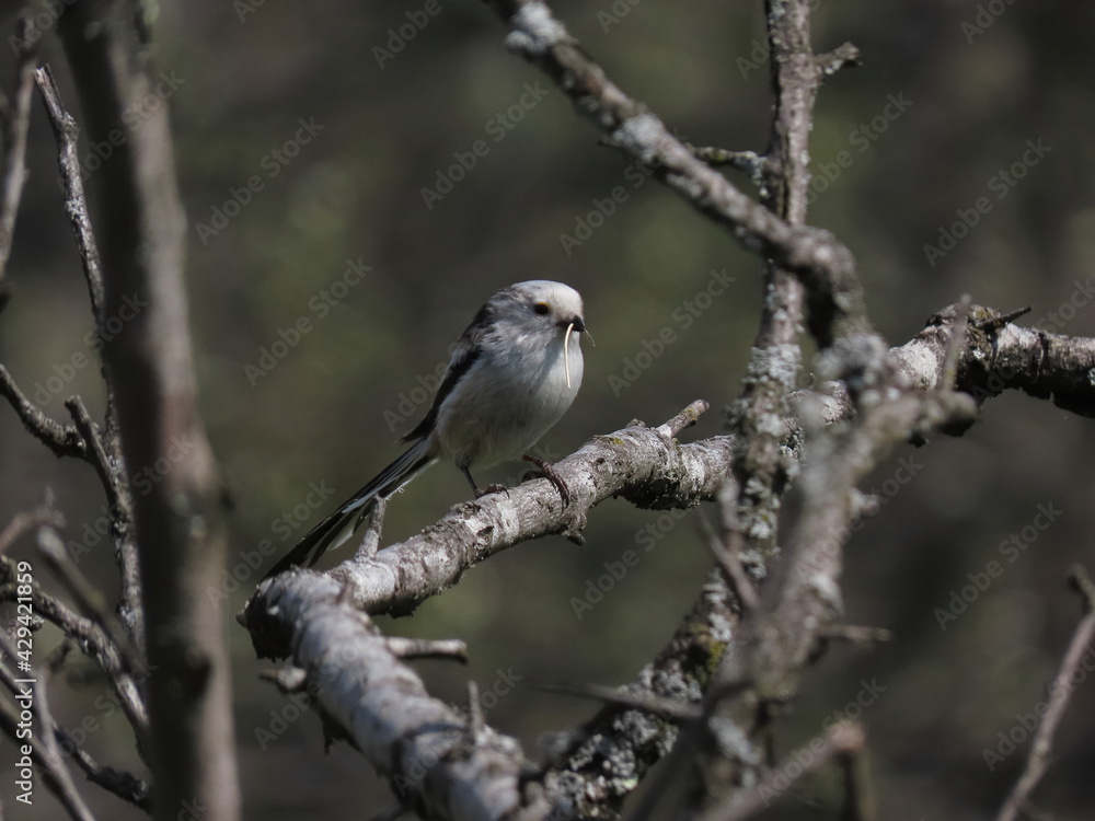 Long-tailed tit (Aegithalos caudatus) perched on a tree branch in front of it's nest with nesting material in it's beak. Long-tailed tit (Aegithalos caudatus) perched on a tree branch in front of it's nest with nesting material in it's beak.