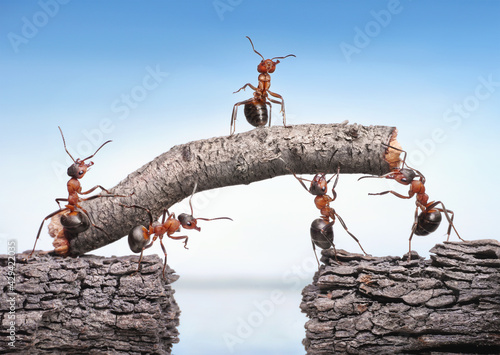 team of ants works constructing bridge, teamwork concept