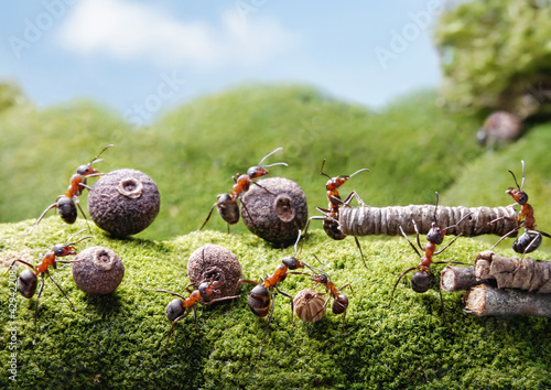 ants working in anthill, teamwork concept