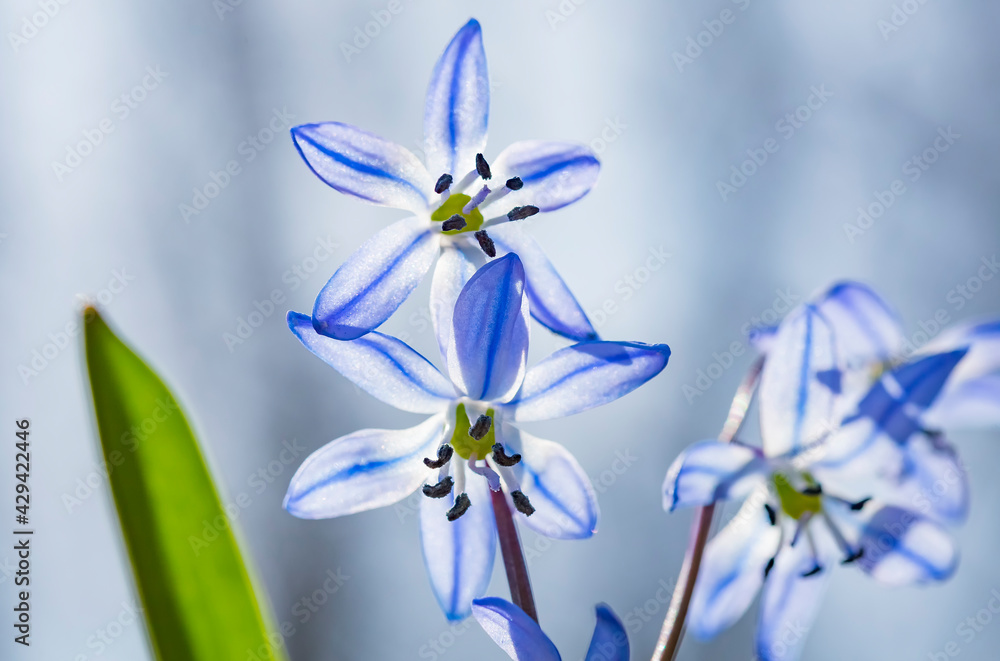 Close-up of tender flowers of blue spring scilla siberica on nature forest background, selective soft focus