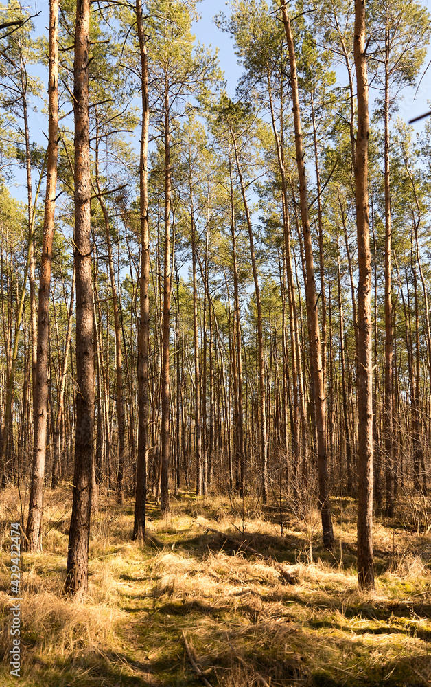 Pine forest in spring Pine forest in spring
