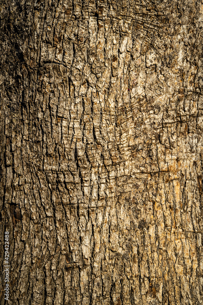 Bark of young tree growing in landscape park of resort city of Sochi. Texture of gray tree bark with unique pattern. Close-up. Fresh wallpaper and nature background concept Bark of young tree growing in landscape park of resort city of Sochi. Texture of gray tree bark with unique pattern. Close-up. Fresh wallpaper and nature background concept