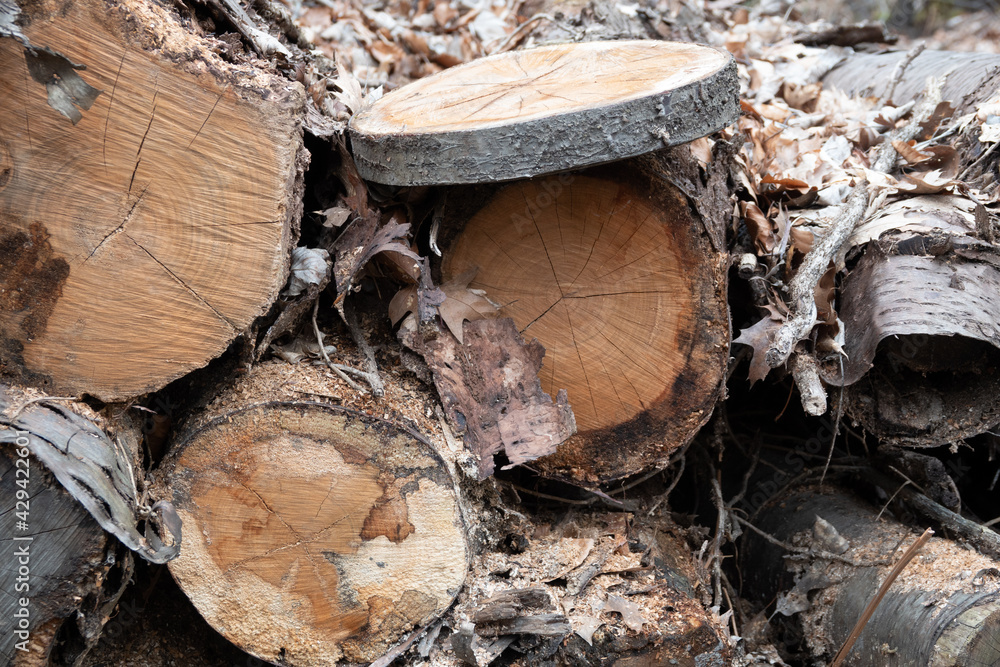 Holzstapel mit gefällten Stämmen am Wegesrand im Wald Holzstapel mit gefällten Stämmen am Wegesrand im Wald