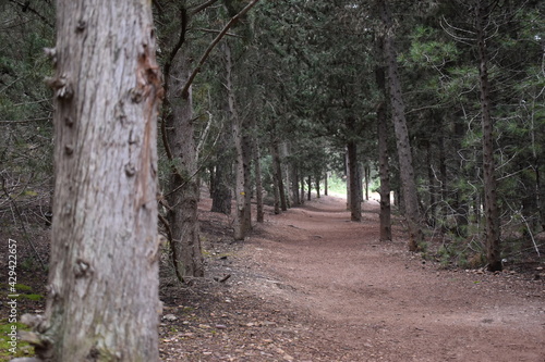 CAMINO RURAL EN EL BOSQUE