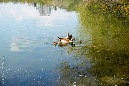 wild goose family swims in a lake