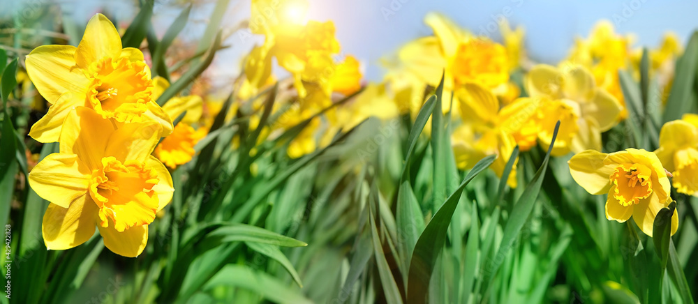 beautiful yellow daffodil flowers in sunny garden. spring floral seasonal natural background. blossom narcissus flowers. banner. copy space