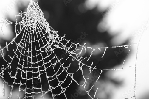 Photos morgenlicher Tau gefroren an einem fragilen Spinnennetz