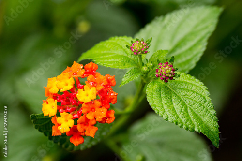 red and yellow flowers
