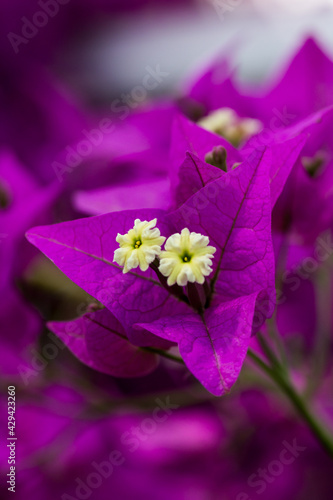purple flower on a green background