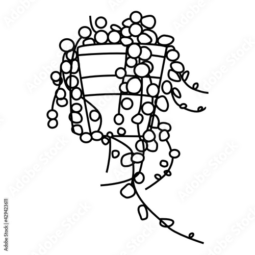 line style illustration of potted succulent plant, string of pearls 