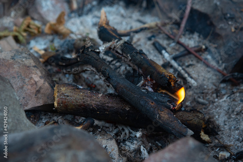 Wallpaper Mural Burning fire in the forest Torontodigital.ca