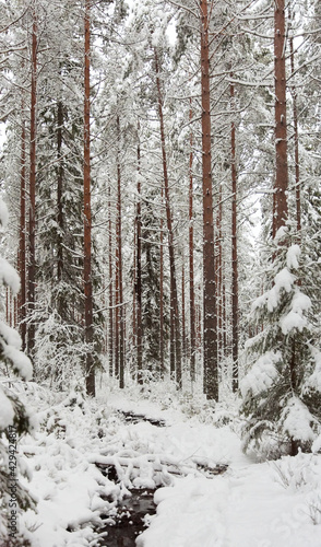 winter forest in the snow with stream