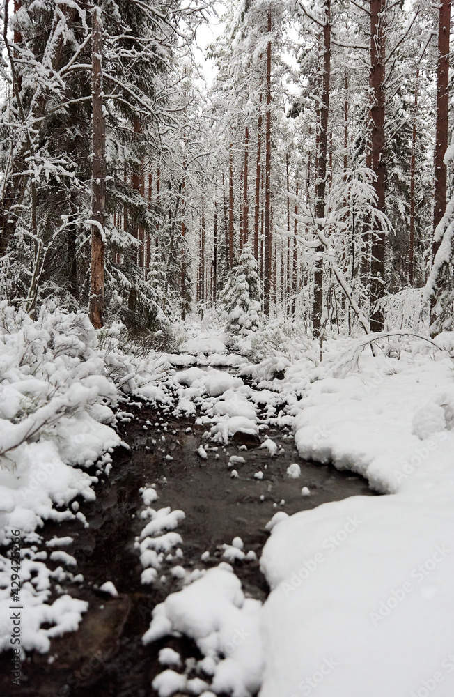 winter forest in the snow with stream winter forest in the snow with stream