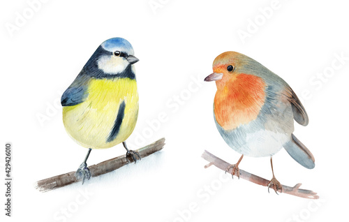 Two cute watercolor birds, robin redbreast and blue tit, on branch on the white background. © Yulia Druzenko