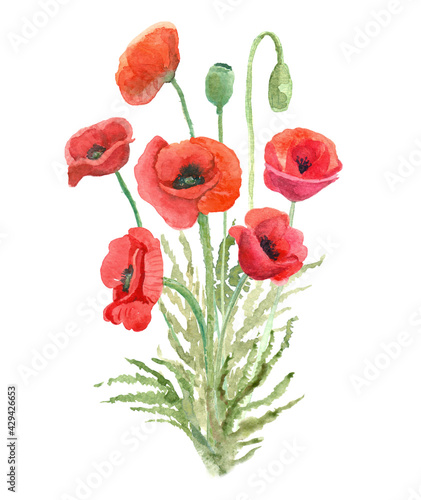 Watercolor  bouquet of beautiful red poppy flowers. Great decorative print for clothes  t-shirts  greeting cards  gift products. Hand painted illustration isolated on white.