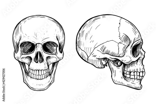 Human skull. Anatomical illustration. Vector outline
