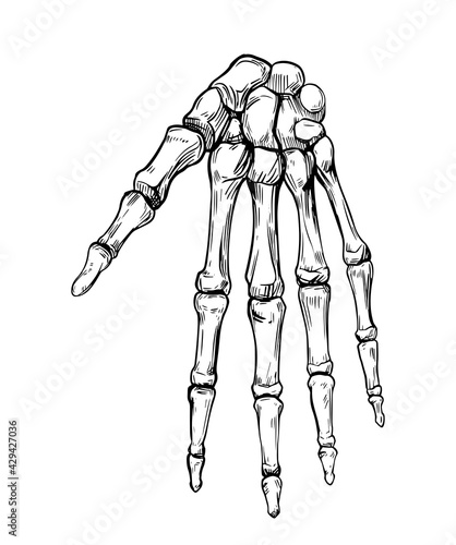 Human hand skeleton. Vector outline illustration