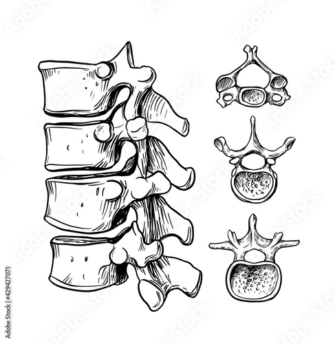 Human spine. The structure of the cervical, thoracic, lumbar vertebra. Vector outline illustration