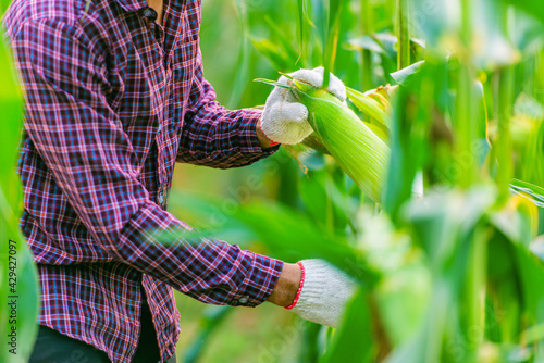 farmer wearing a red plaid shirt and white gloves is collecting fresh corn pods organic in corn fields for consumption or  raising animals.