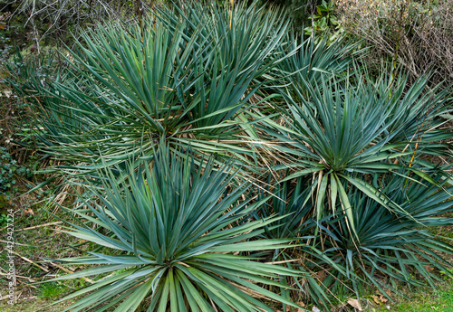 Photos Yucca gloriosa Tristis Carriere (Yucca recurvifolia), curve-leaf yucca or Spanish-dagger