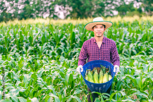 Man Asian farmer wearing a red plaid shirt with hat and white gloves.Stand holding a blue basket with fresh pods of corn in corn garden.