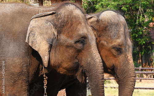 Close-up of two Thai elephants standing together in an open zoo. They are mammals of the Elephantidae family. Elephants are intelligent animals with a wide range of performing abilities.
 photo