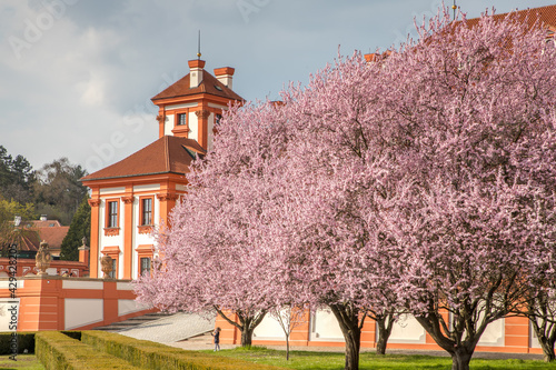 Photography sakura trees in a garden / Troja castle, Prague, Czech Republic