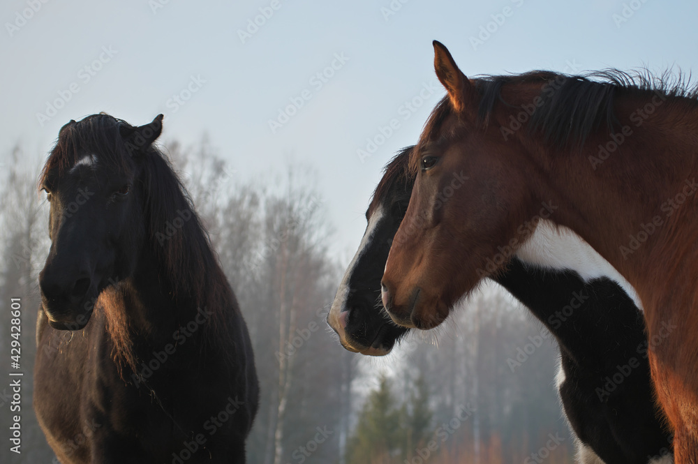 Obraz premium Portrait of three horses in different colors (pinto, black with white star and brown with white blaze) standing together and quarreling. Forest in the background