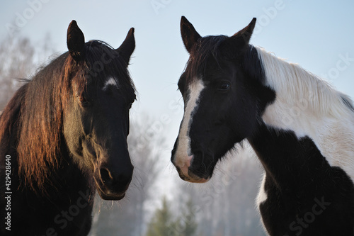 Portrait of two horses in different colors (black with white star and pinto ) in rays of winter evening sunset. Forest in the background 