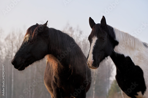 Portrait of  two horses in different colors  black with white star and pinto   in rays of winter evening sunset. Forest in the background