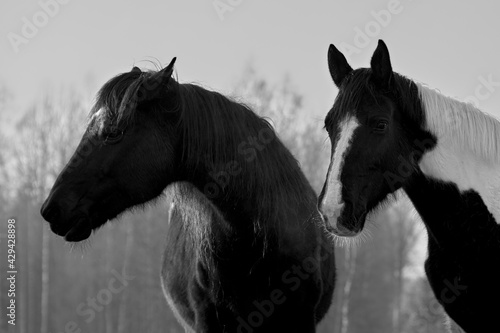 Monochrome portrait of  two horses in different colors  black with white star and pinto   quarreling. Forest in the background 