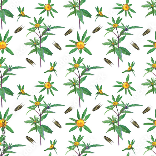 Bidens tripartita herbal plant seamless pattern on white background. Watercolor hand drawn illustration. Perfect for medical herb design. Marigold. photo