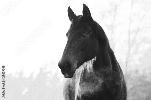  Soft focus monochrome portrait on beautiful horse in cold weather in winter. Breath is seen as steam in the air.