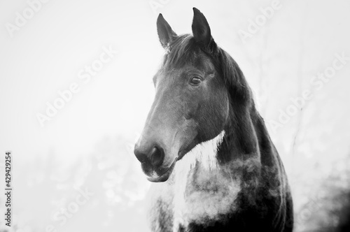 Monochrome portrait on beautiful horse in cold weather in winter. Breath is seen as steam in the air.