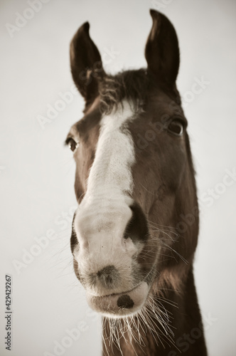 Monochrome portrait of chestnut horse with white blaze 