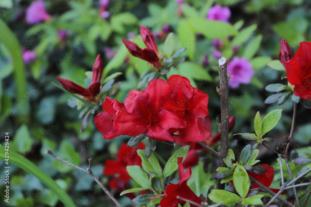 red flower bush