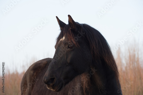 Portrait of beautiful old black horse with white star and long mane in rays of winter evening sunset. Forest in the background 