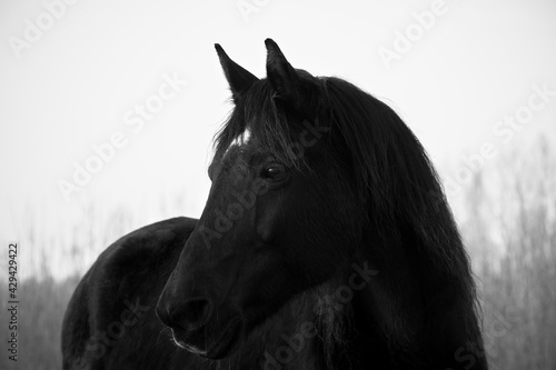 Monochrome image of portrait of beautiful old black horse with white star and long mane. Forest in the background
