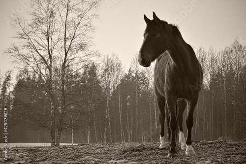 Monochrome image of portrait of beautiful horse with white blaze and white socks. Forest in the background  © Ilga