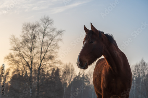 Portrait of beautiful chestnut horse with white blaze in rays of winter evening sunset. Forest in the background  © Ilga