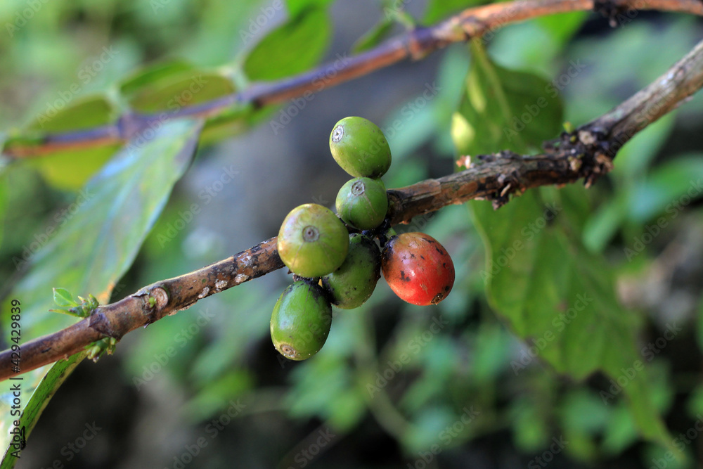 Coffee plants that have begun to bear fruit. Coffee plants that have begun to bear fruit.