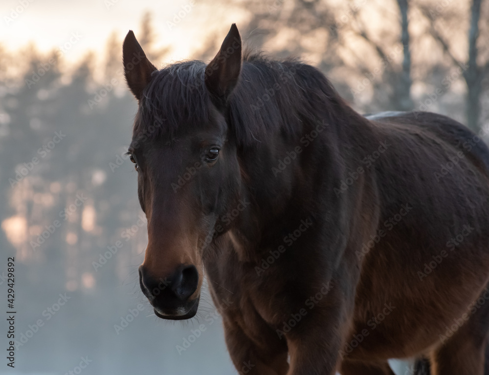 Obraz premium Portrait of beautiful bay horse in rays of winter evening sunset. Forest in the background