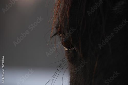 Closeup of bay horse eye in the rays of evening sun