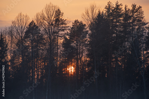 Fototapeta Naklejka Na Ścianę i Meble -  Sunset in the orange sky behind the silhouette of forest