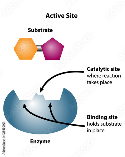 Active site of enzyme catalyst. Substrate reactants enter active site of enzyme. Chemical reaction then creates products.