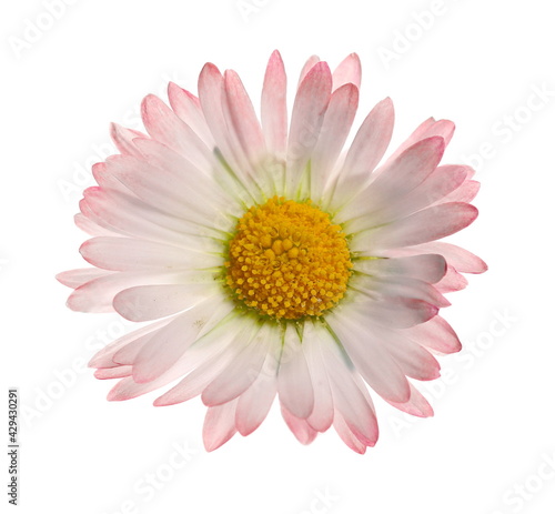 Daisy flower in spring isolated on white background, clipping path © dule964